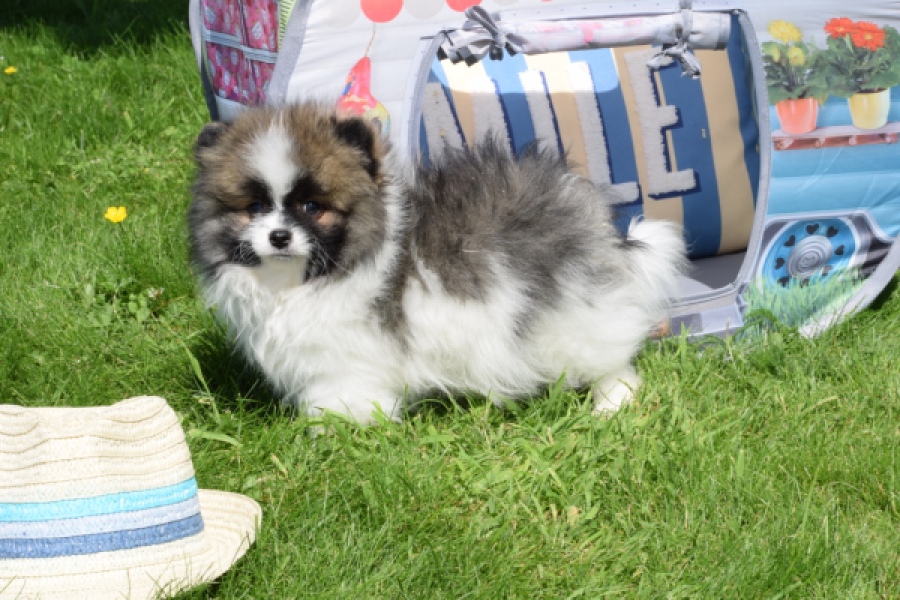 Spitz allemand (reu) 07373