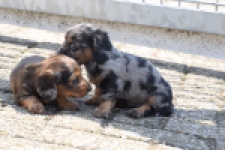 Teckel nestje 