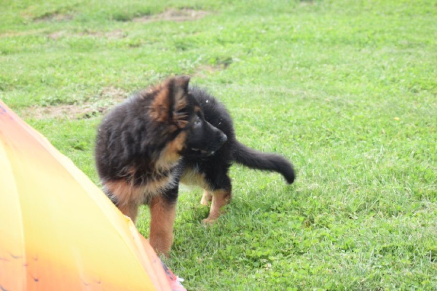 Duitse herder (teef) 29007