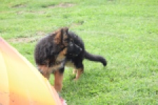 Duitse herder (teef) 29007
