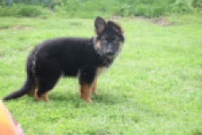 Duitse herder (teef) 29007