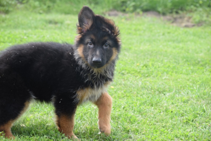 Duitse herder (teef) 29007