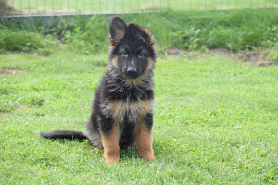 Duitse herder (teef) 29007