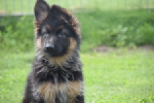 Duitse herder (teef) 29007