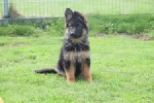 Duitse herder (teef) 29007
