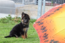 Duitse herder (teef) 29007
