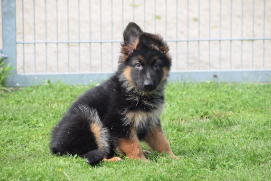 Duitse herder (teef) 29007