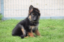 Duitse herder (teef) 29007