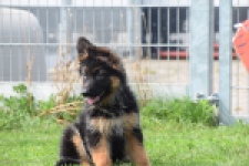Duitse herder (teef) 29007