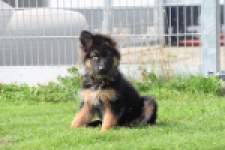 Duitse herder (teef) 29007