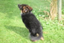 Duitse herder (teef) 29007