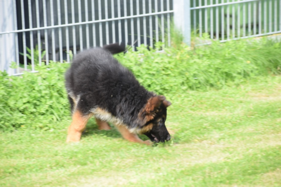 Duitse herder (teef) 29007