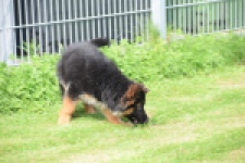 Duitse herder (teef) 29007