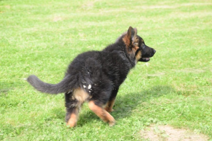 Duitse herder (teef) 29007