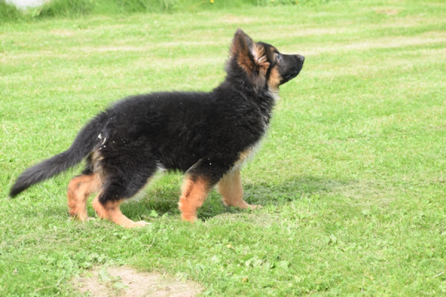 Duitse herder (teef) 29007