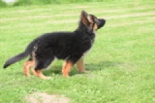 Duitse herder (teef) 29007