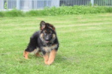 Duitse herder (teef) 29007