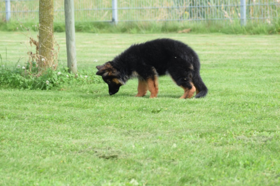 Duitse herder (teef) 29007