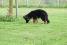 Duitse herder (teef) 29007