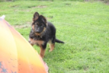 Duitse herder (teef) 29007