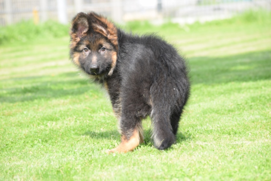 Duitse herder (reu) 29001