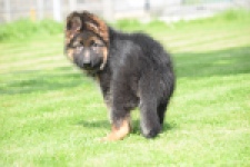 Duitse herder (reu) 29001