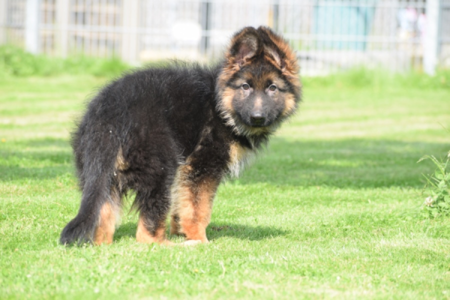 Duitse herder (reu) 29001