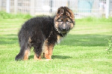 Duitse herder (reu) 29001