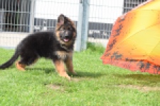 Duitse herder (reu) 29001