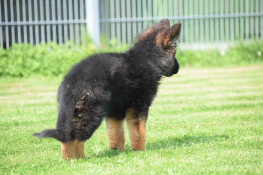 Duitse herder (teef) 29205