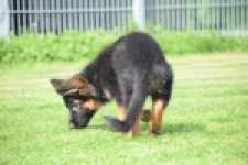 Duitse herder (teef) 29205