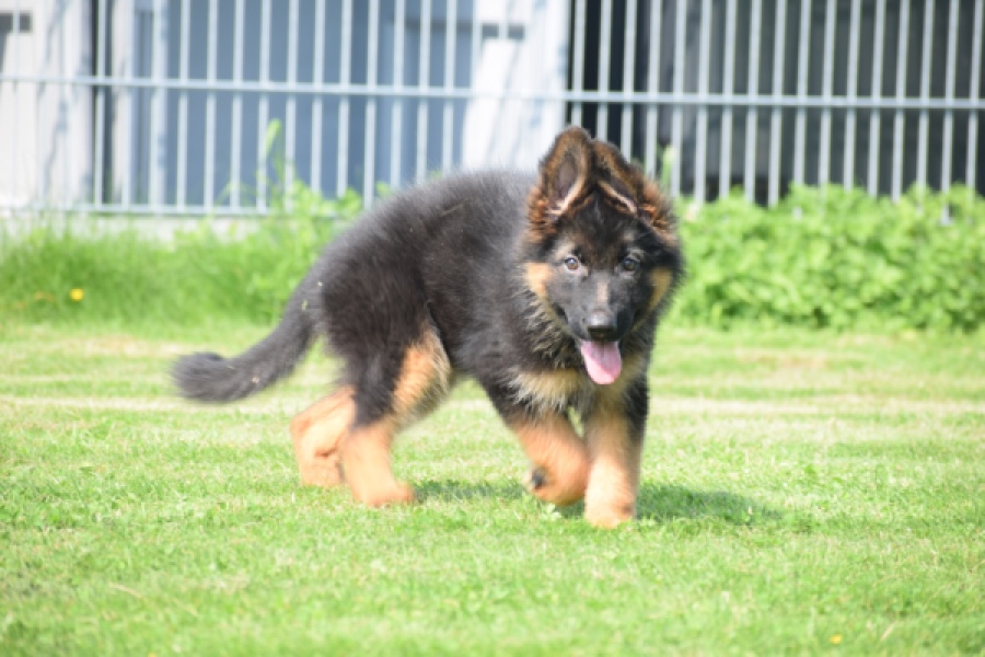 Duitse herder (teef) 29205