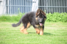 Duitse herder (teef) 29205