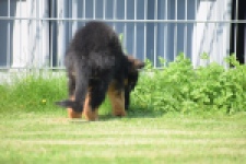 Duitse herder (teef) 29205