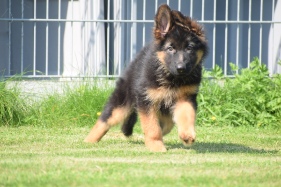 Duitse herder (teef) 29205