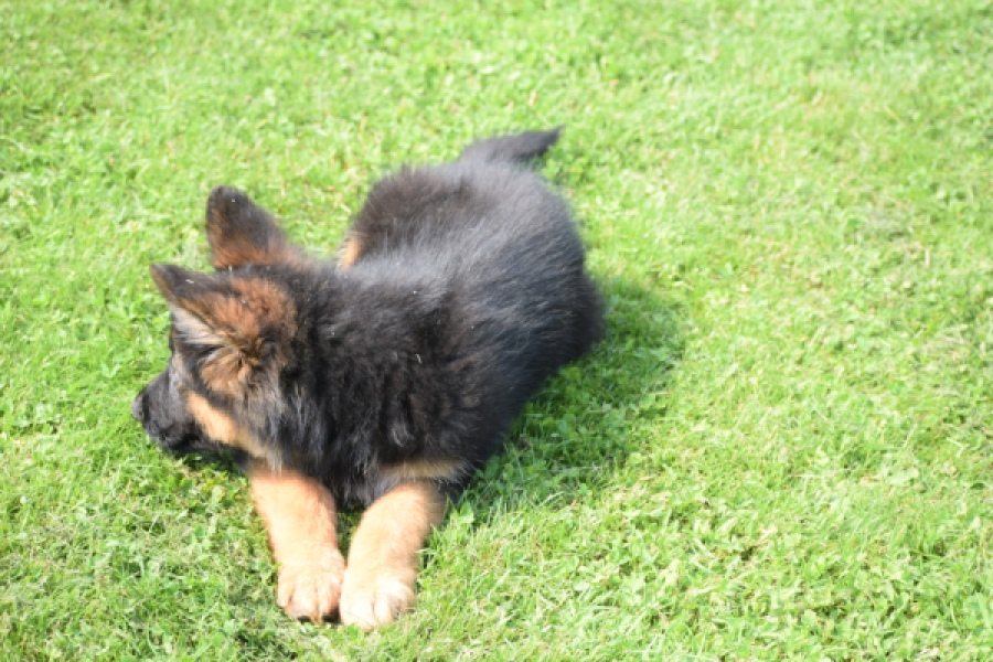 Duitse herder (teef) 29205