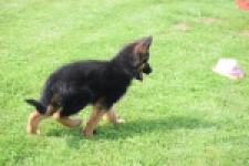 Duitse herder (teef) 29011