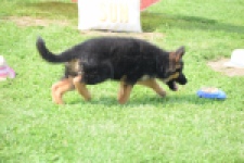 Duitse herder (teef) 29011