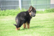 Duitse herder (teef) 29011