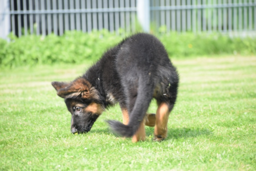 Duitse herder (teef) 29011