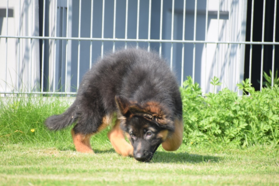Duitse herder (teef) 29011