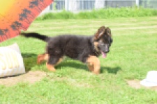 Duitse herder (teef) 29011