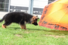 Duitse herder (reu) 29001