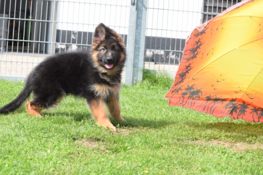 Duitse herder (reu) 29001