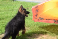 Duitse herder (reu) 29001