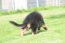 Duitse herder (reu) 29001