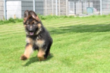 Duitse herder (reu) 29001