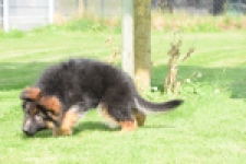 Duitse herder (reu) 29001
