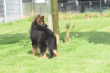Duitse herder (reu) 29001
