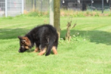 Duitse herder (reu) 29001